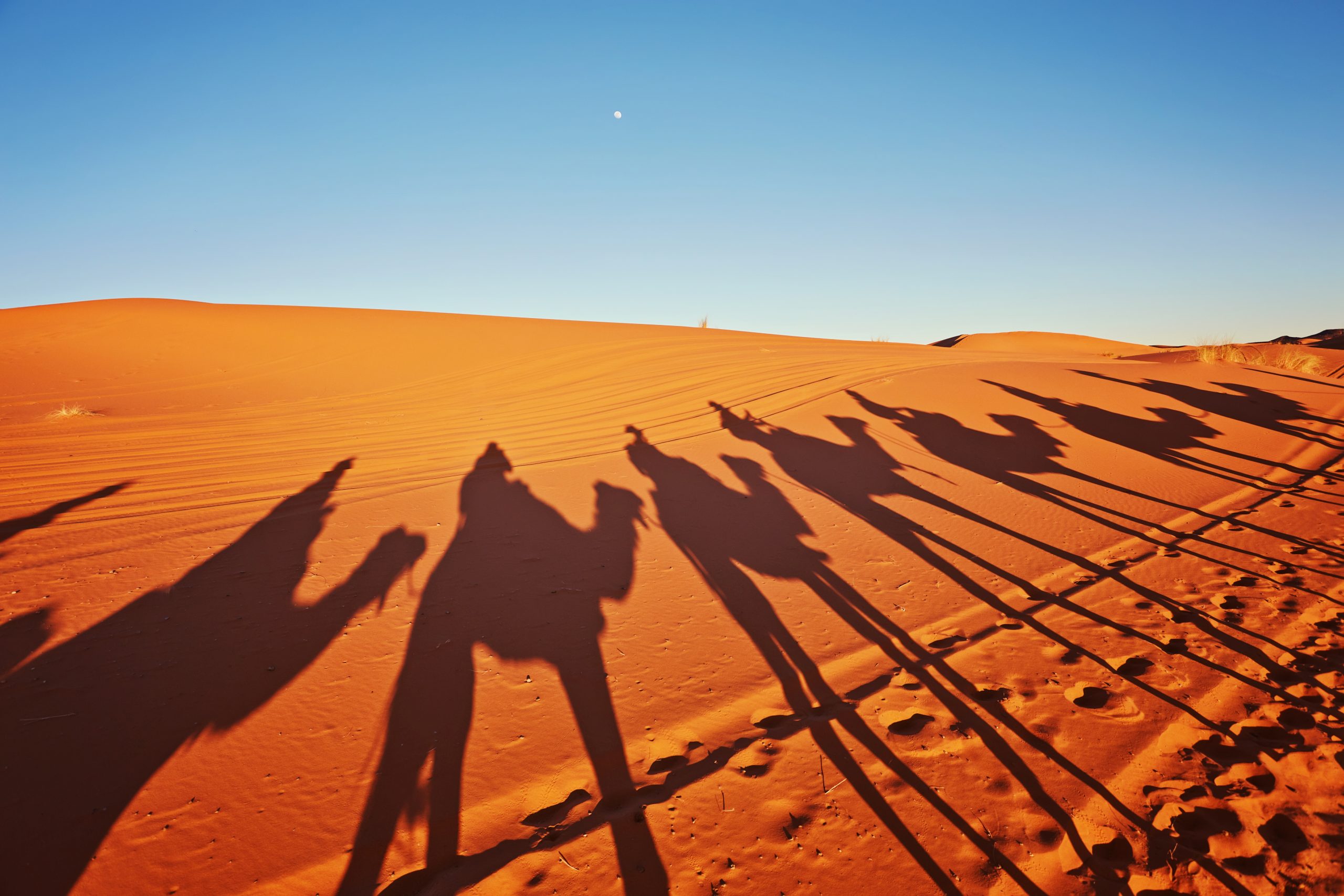 shadows-camels-sahara-desert-merzouga-scaled.jpg